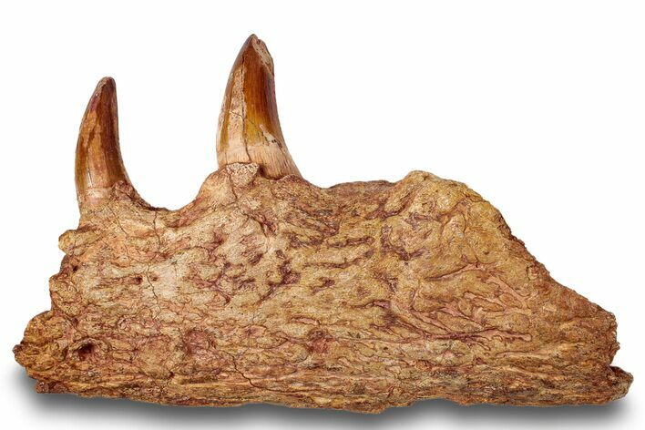 Cretaceous Fossil Crocodylomorph Jaw Section - Morocco #250724